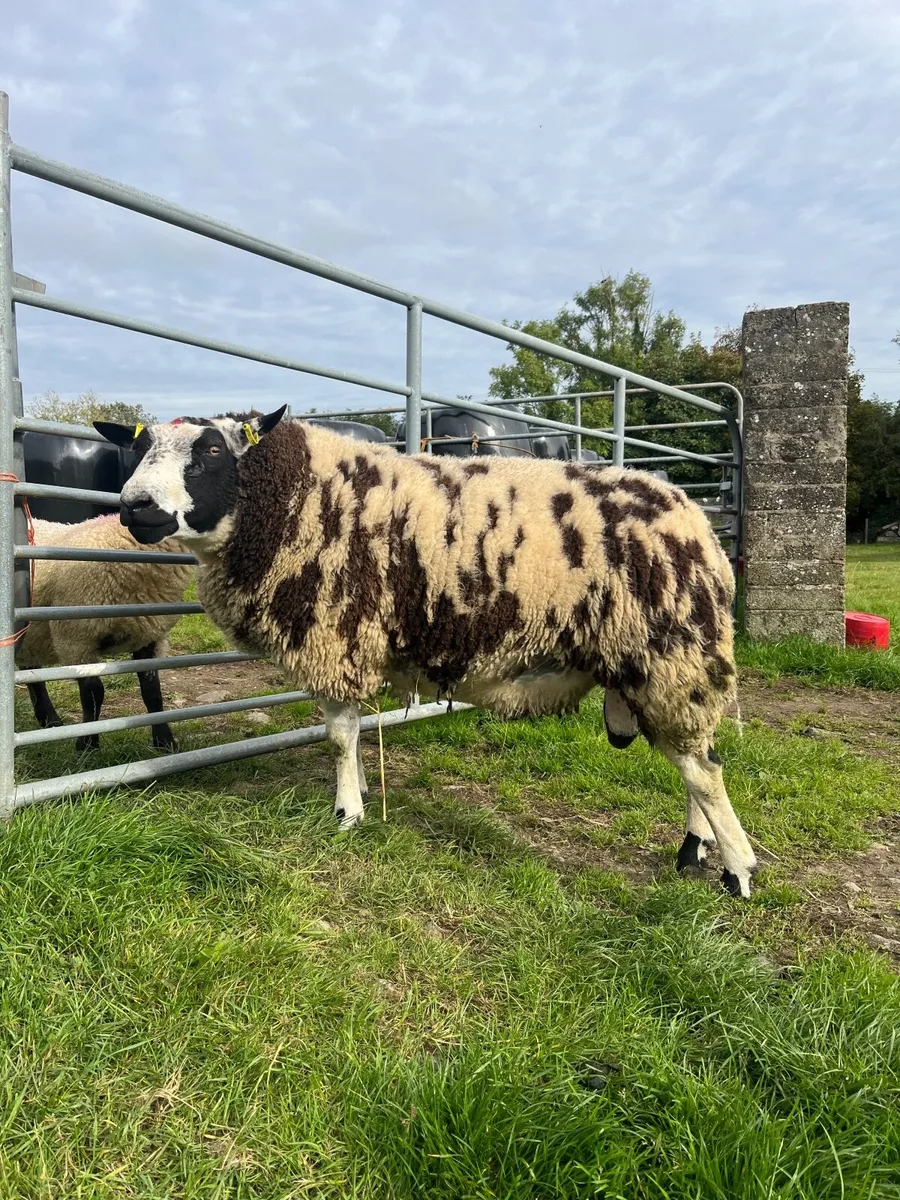Dutch Spotted Ram - Image 2