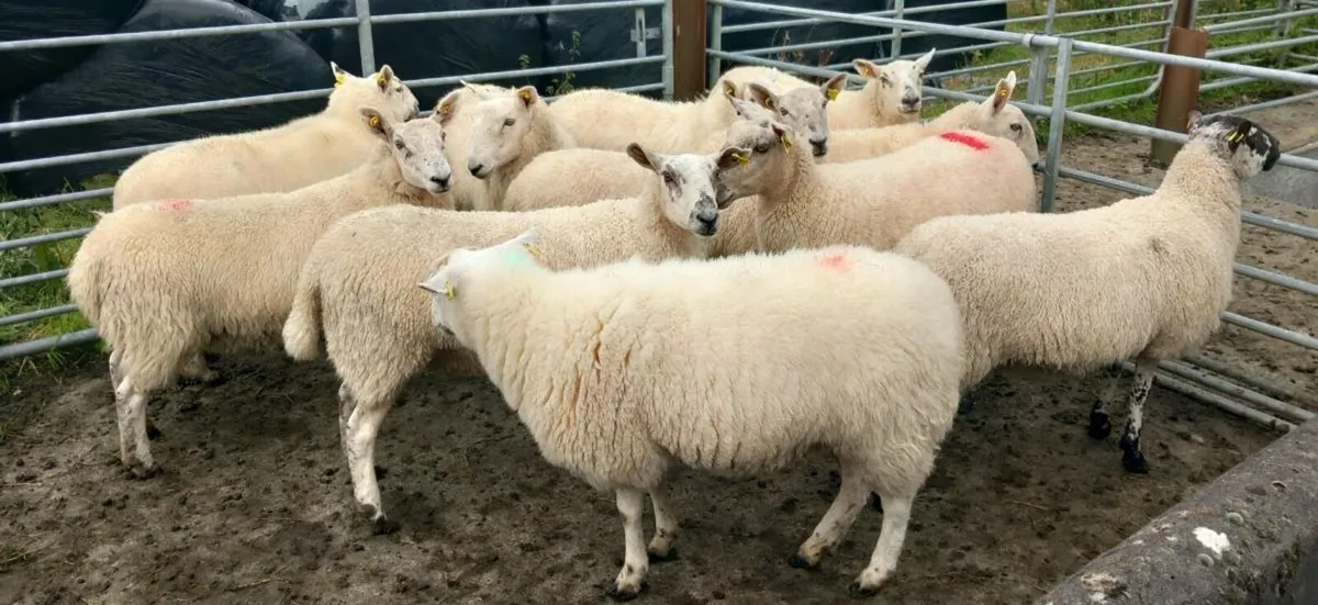 HOGGETS - Image 1