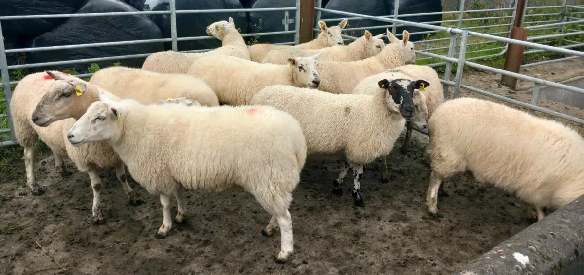 HOGGETS - Image 2
