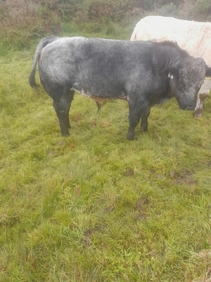 Skibbereen Mart Show & Sale 3rd of October - Image 1