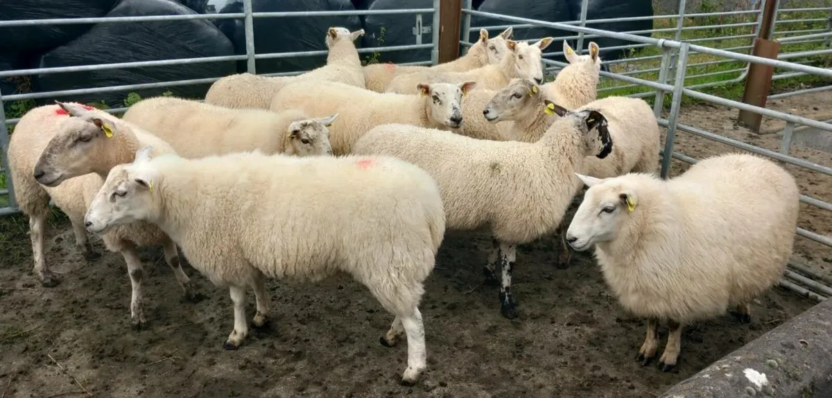 HOGGETS - Image 3