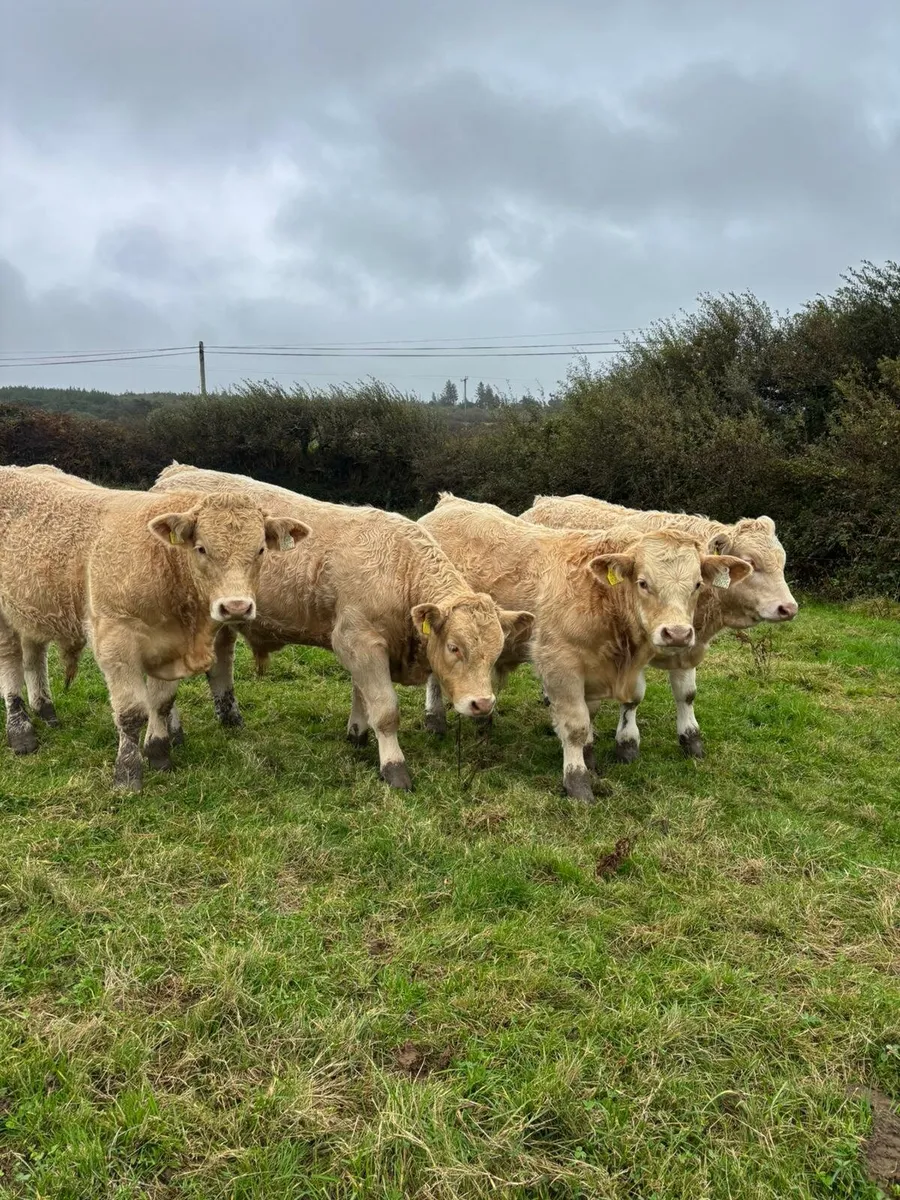 Skibbereen Mart Show & Sale 3rd of October - Image 2