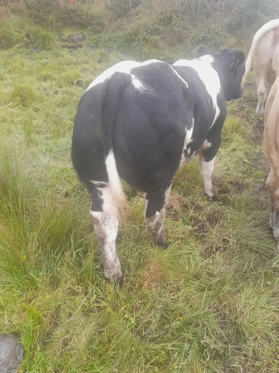 Skibbereen Mart Show & Sale 3rd of October - Image 3