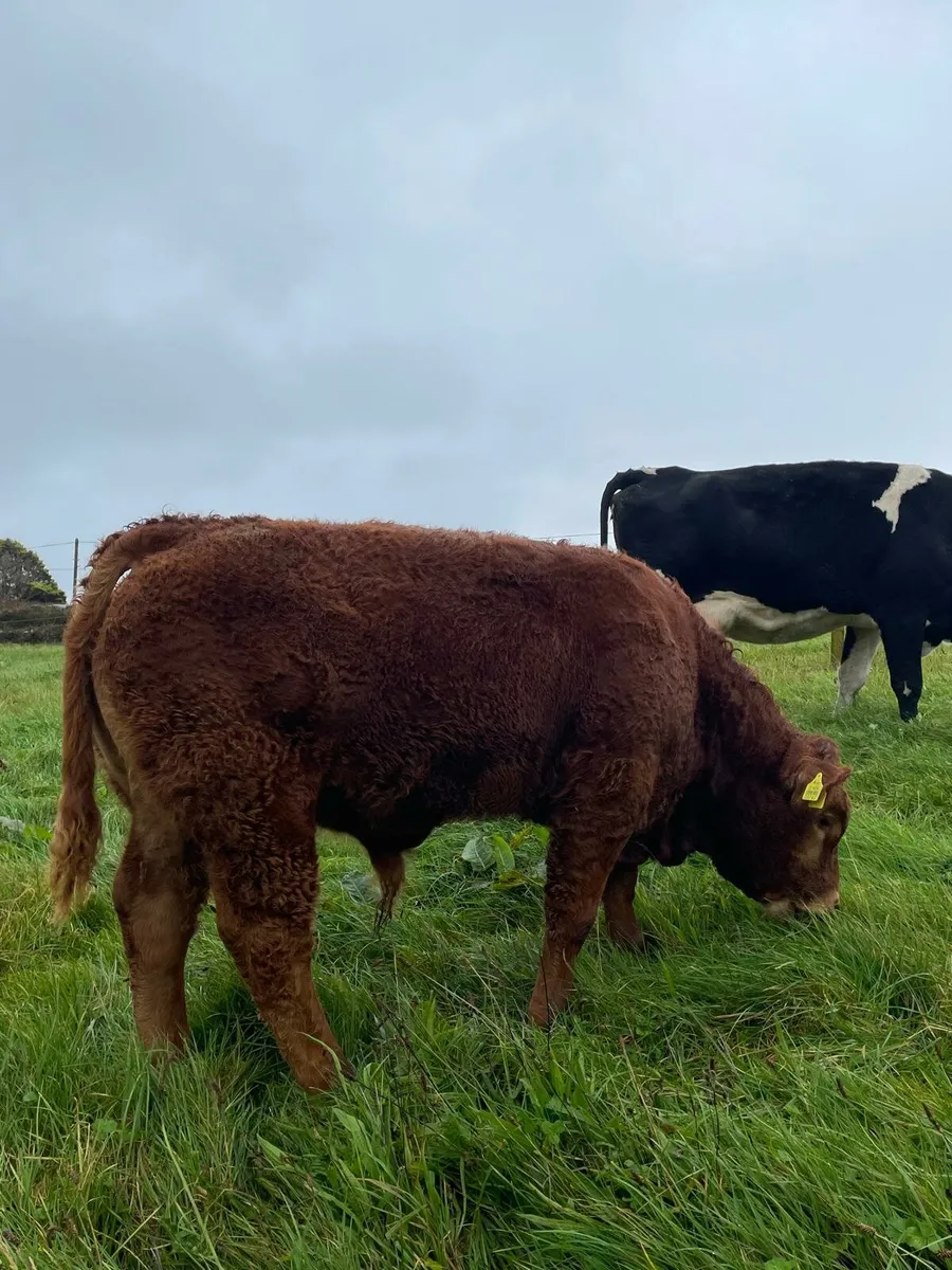 Skibbereen Mart Show & Sale 3rd of October - Image 4