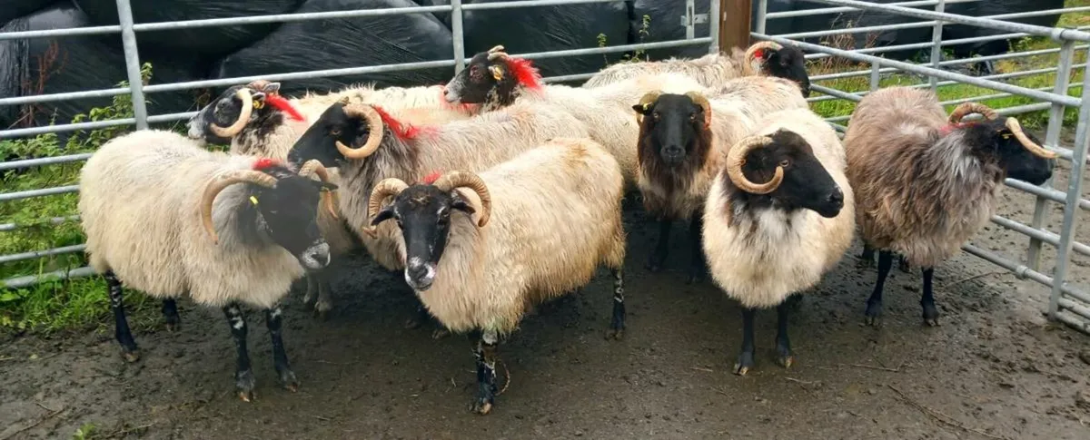 BLACKFACE MOUNTSIN EWES - Image 1