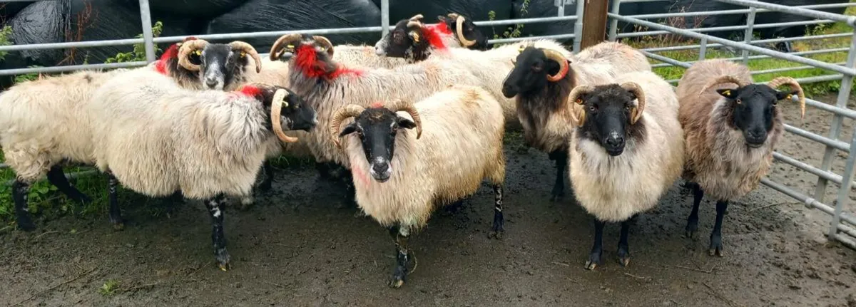 BLACKFACE MOUNTSIN EWES - Image 2
