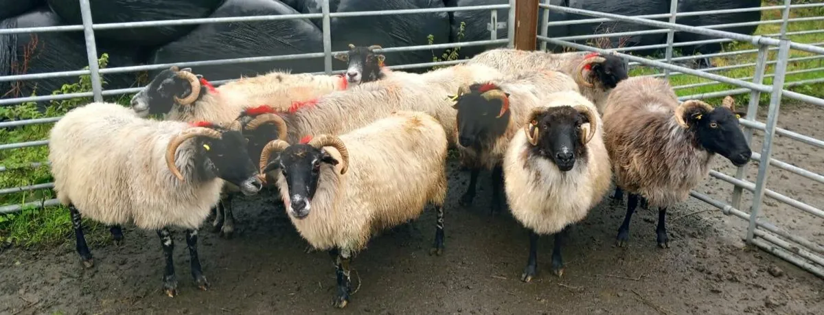 BLACKFACE MOUNTSIN EWES - Image 3