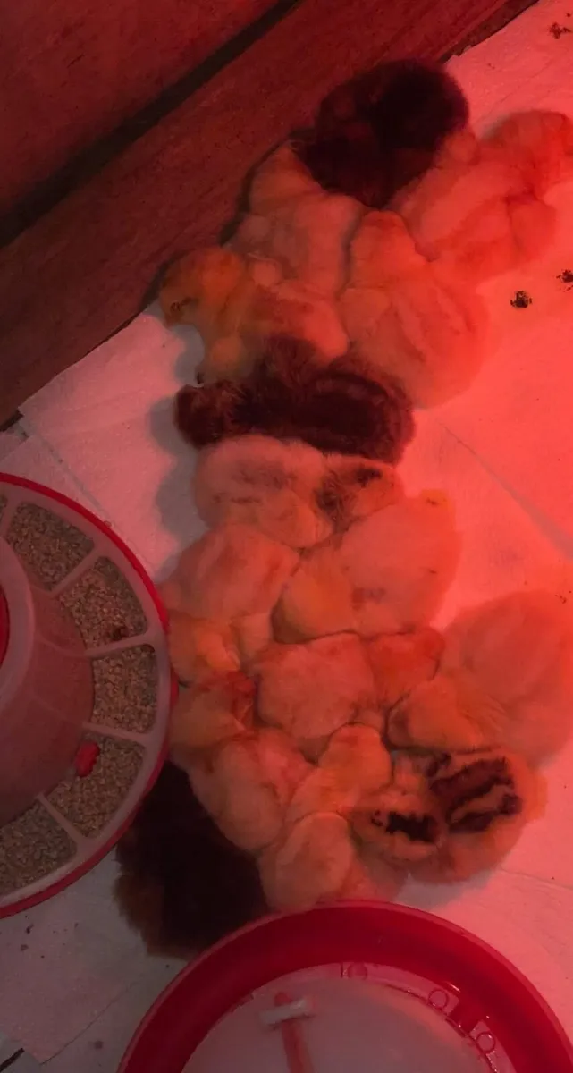 Chicks born 28/9/25  4days old  (18 in total ) - Image 1