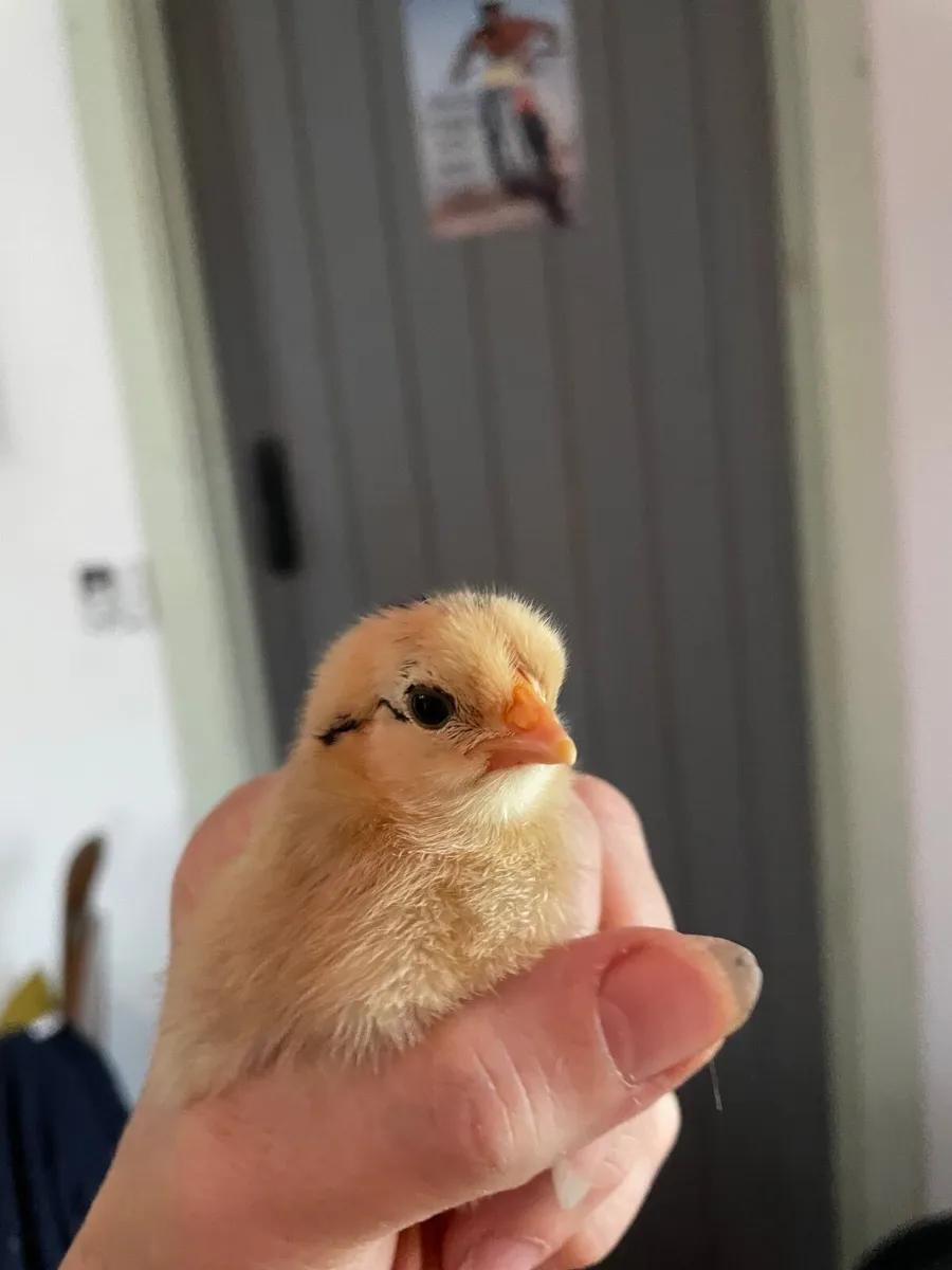 Chicks born 28/9/25  4days old  (18 in total ) - Image 2