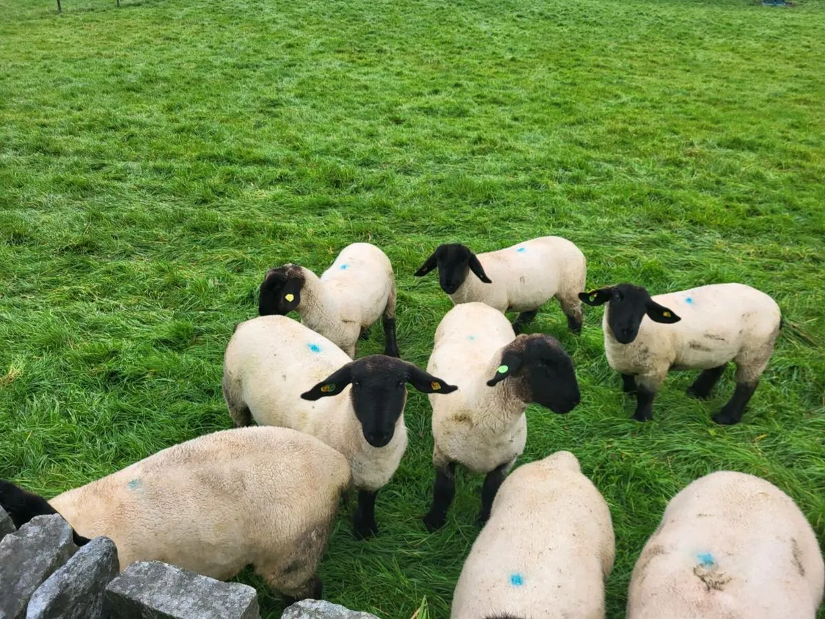 PEDIGREE SUFFOLK EWELAMBS - Image 1