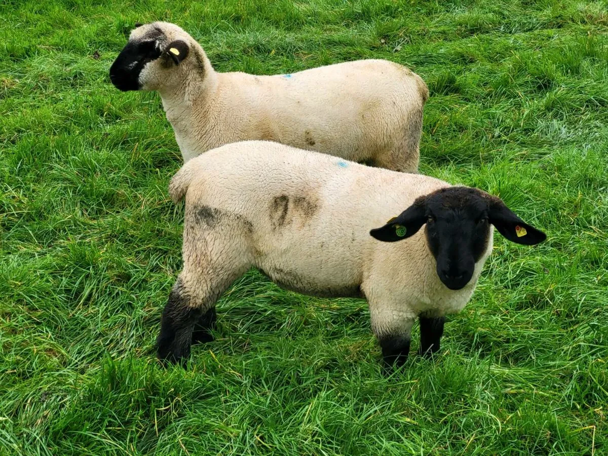 PEDIGREE SUFFOLK EWELAMBS - Image 2