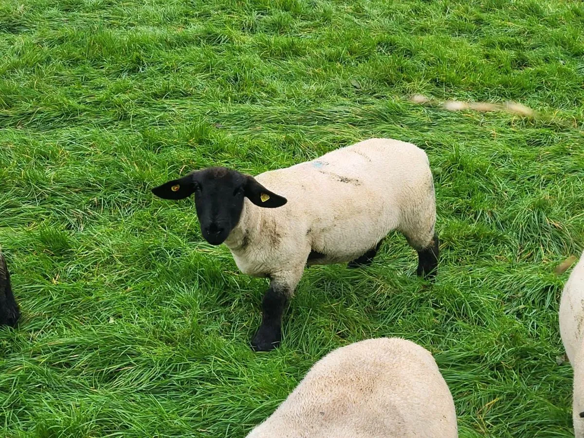 PEDIGREE SUFFOLK EWELAMBS - Image 3