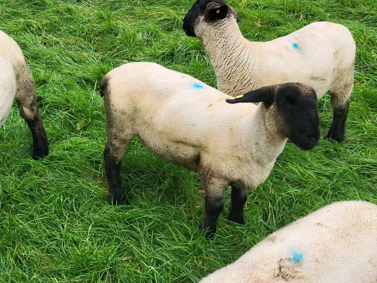 PEDIGREE SUFFOLK EWELAMBS - Image 4
