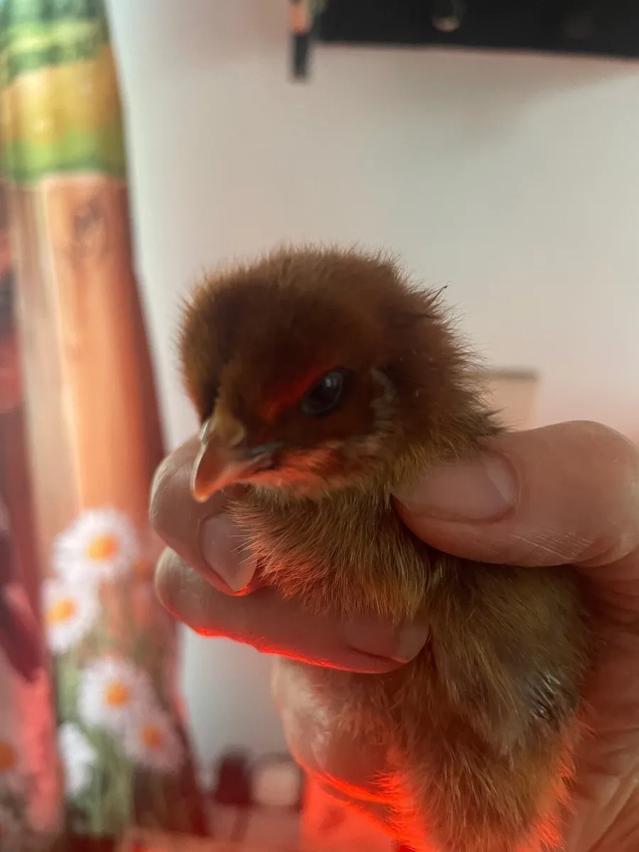 Chicks born 28/9/25  4days old  (18 in total ) - Image 3