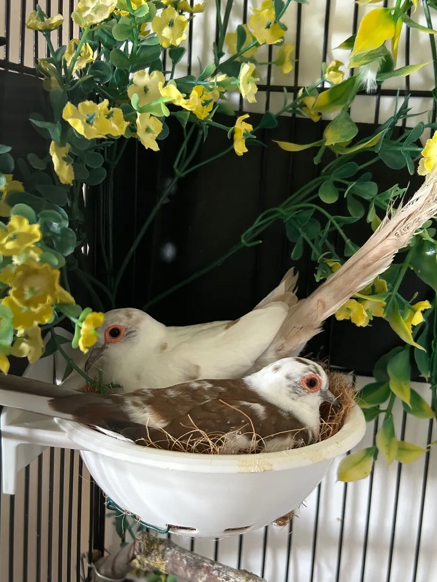 Pair Cinnamon Pied Doves with cage/ ON HOLD - Image 1