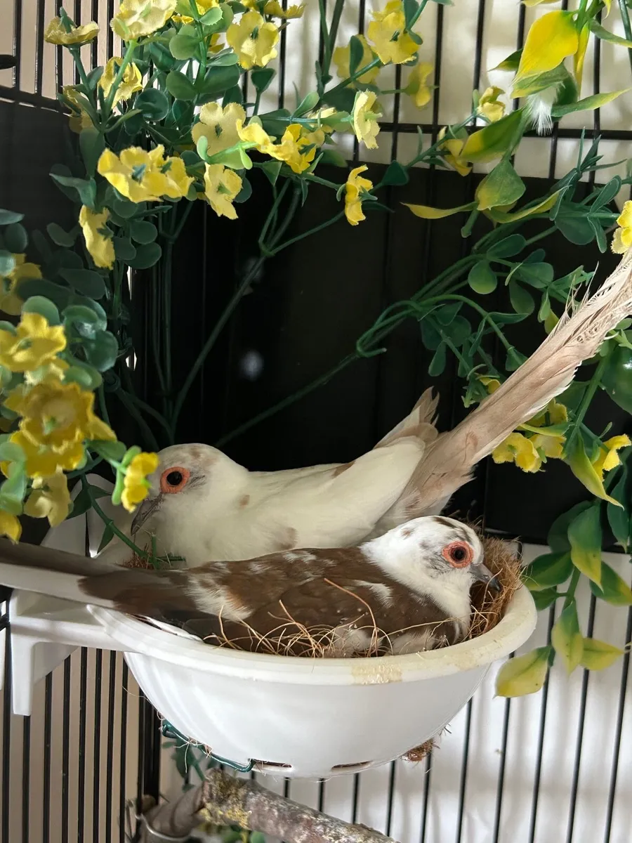 Pair Cinnamon Pied Doves with cage/ ON HOLD - Image 2