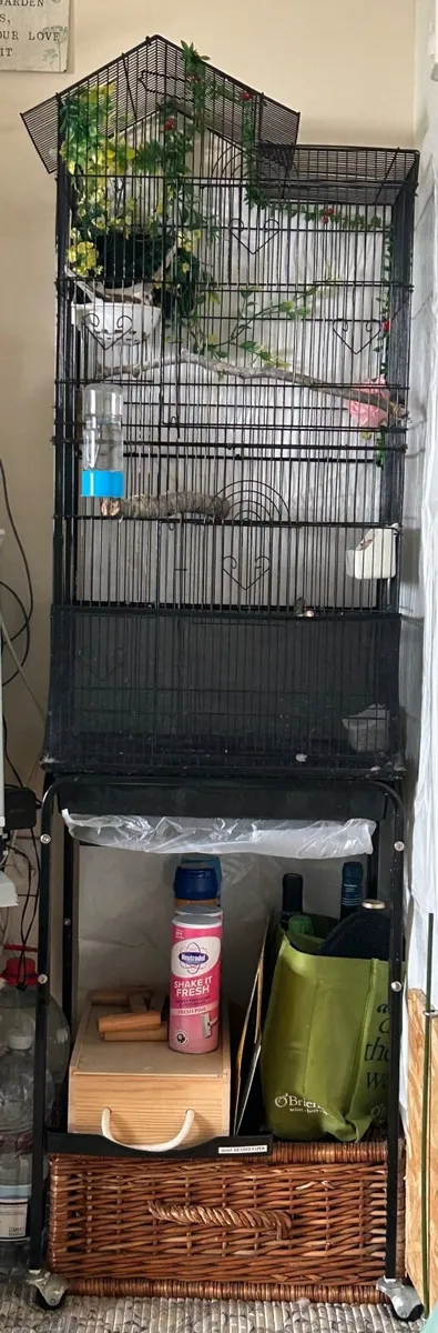 Pair Cinnamon Pied Doves with cage/ ON HOLD - Image 3