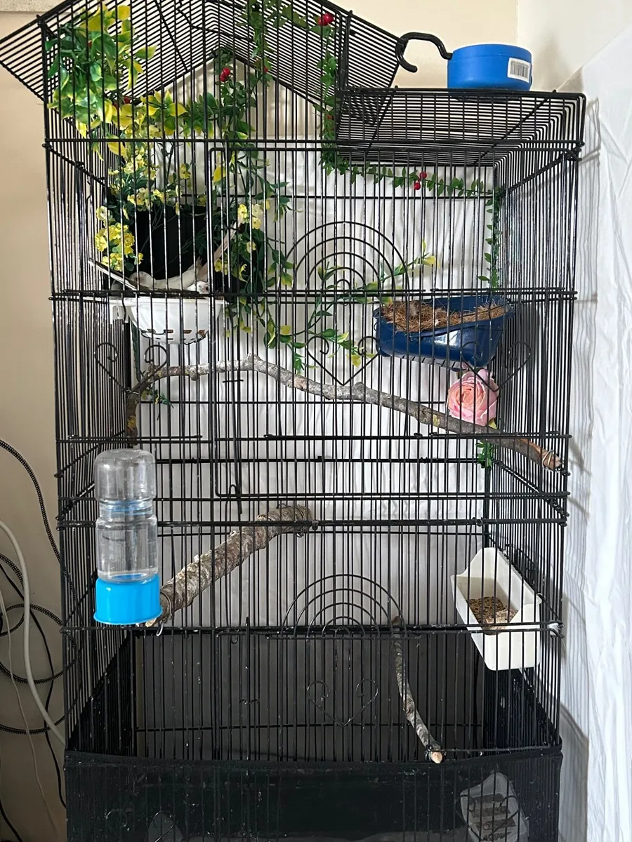 Pair Cinnamon Pied Doves with cage/ ON HOLD - Image 4