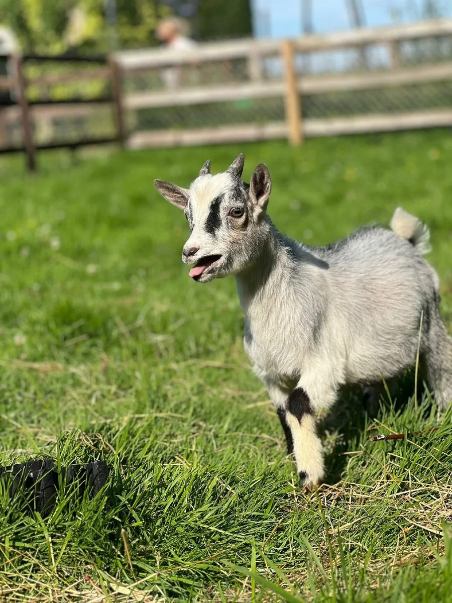 Top quality Pigmy goats - Image 2