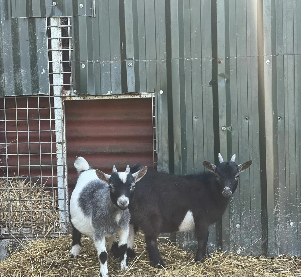 Top quality Pigmy goats - Image 3