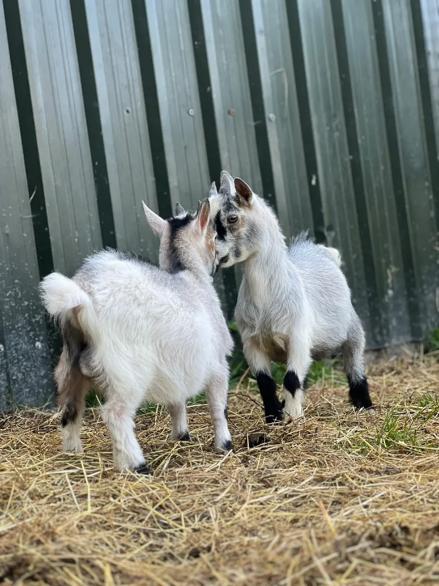 Top quality Pigmy goats - Image 4