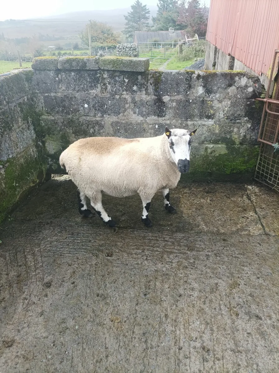 Blue texel and Kerry hill rams - Image 1
