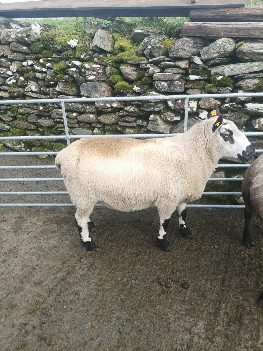 Blue texel and Kerry hill rams - Image 2