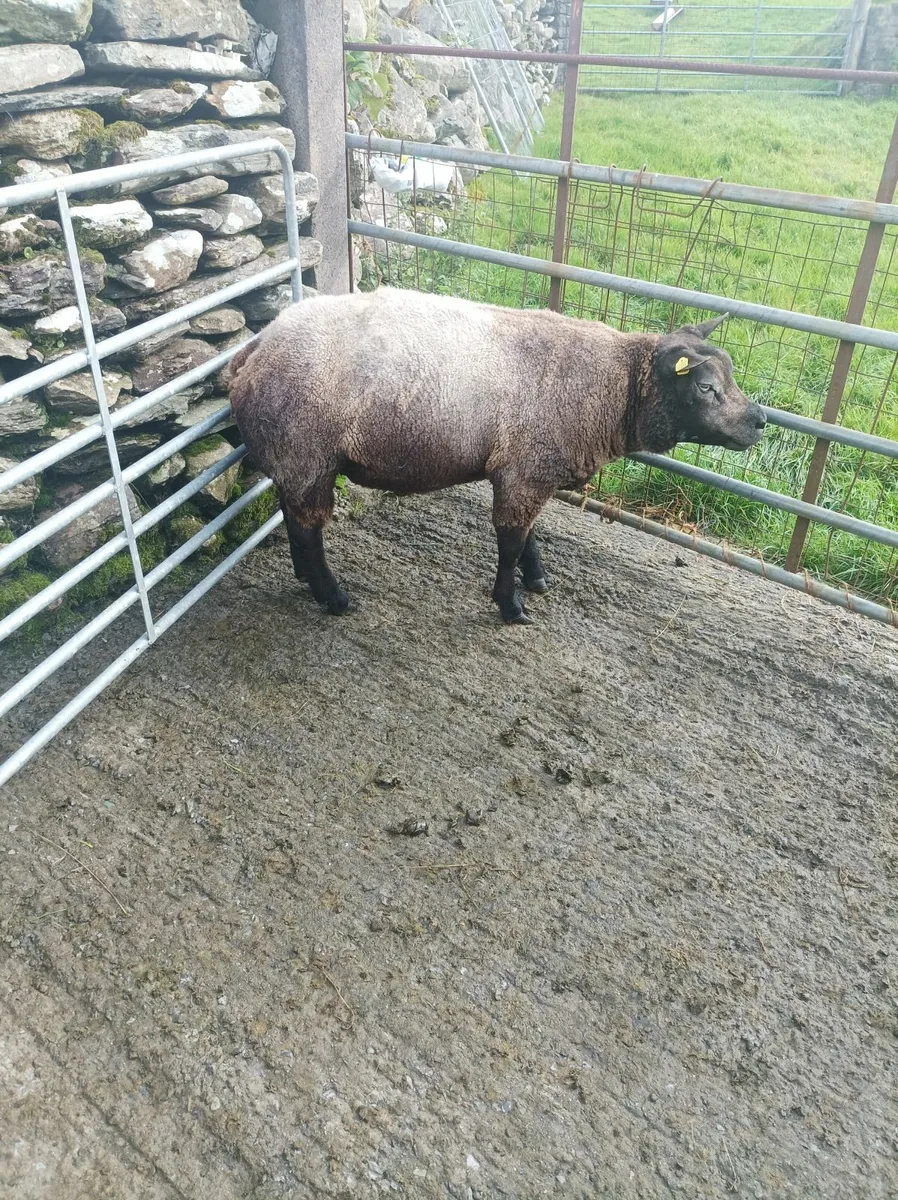 Blue texel and Kerry hill rams - Image 3