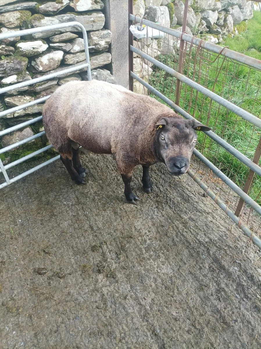 Blue texel and Kerry hill rams - Image 4