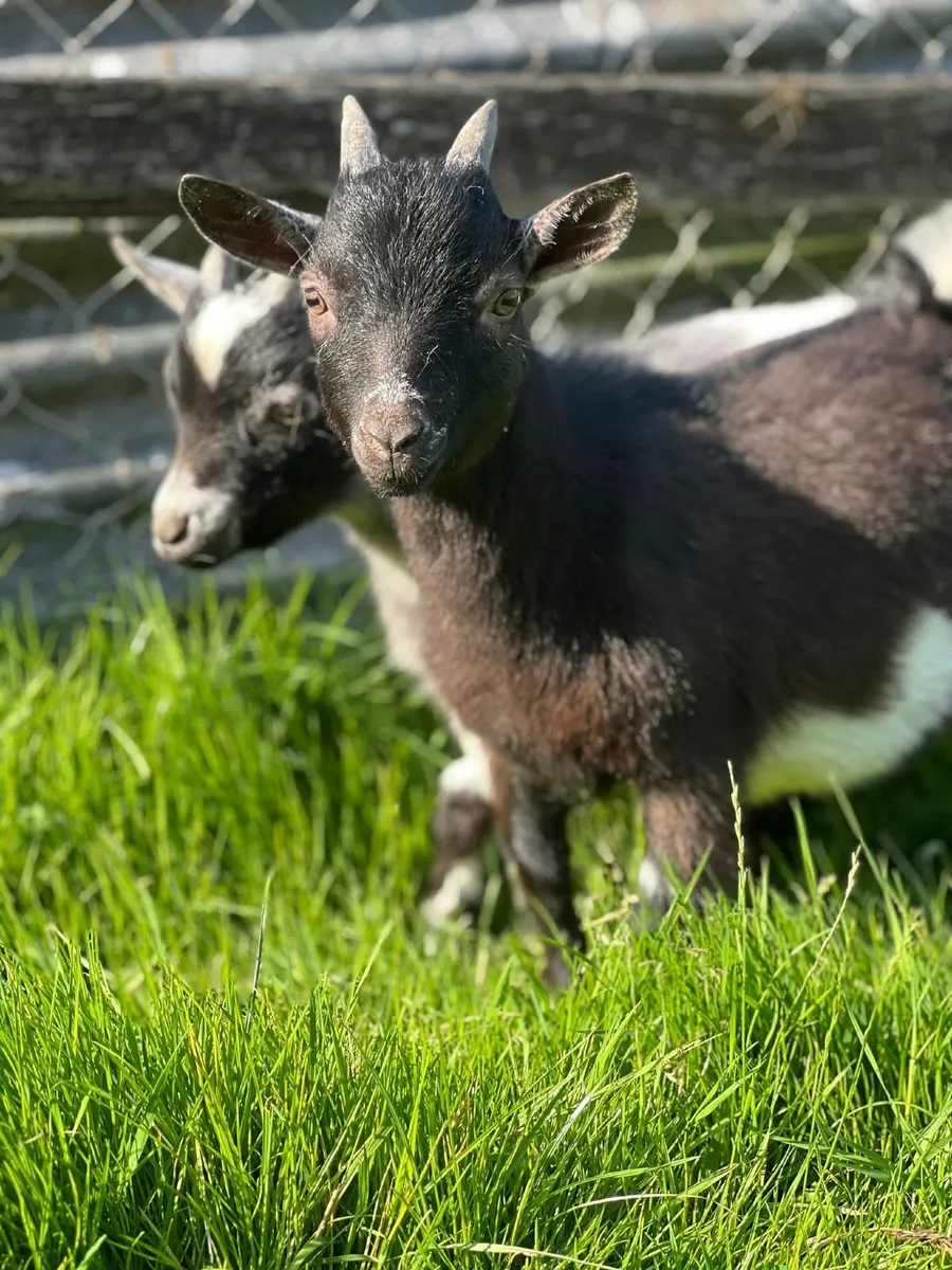 Top quality Pigmy goats - Image 1