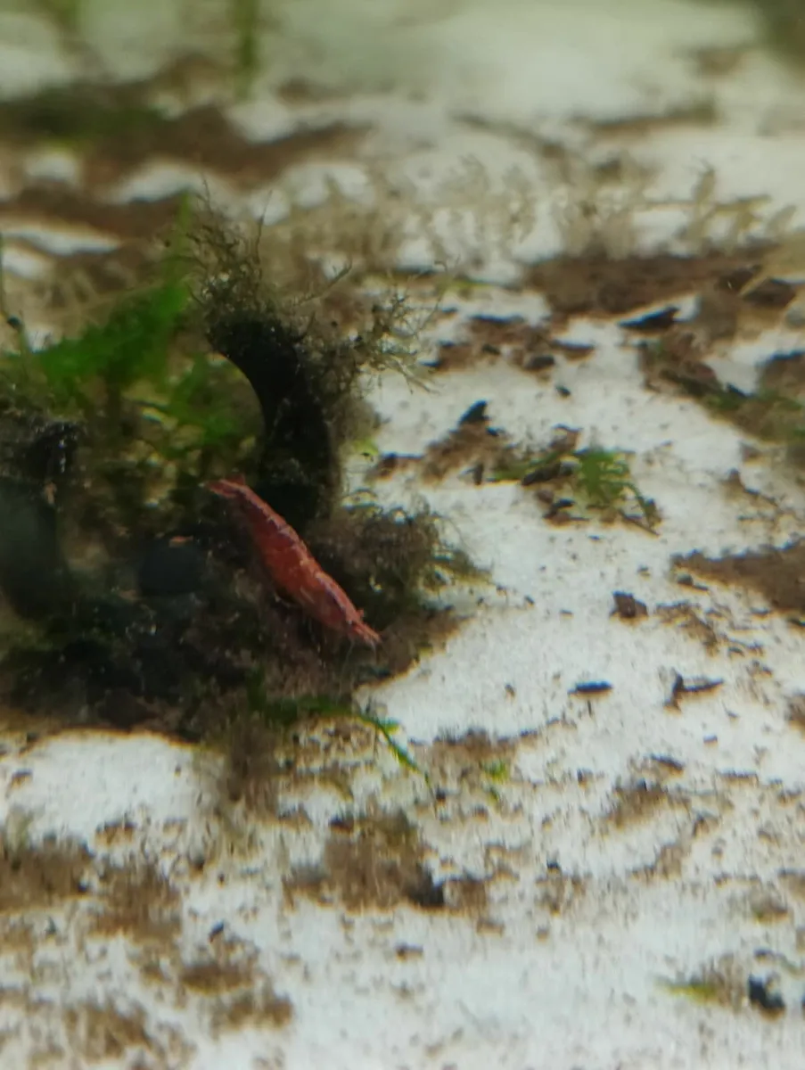 40 Cherry & 5 Amano Shrimp, 15 Assassin Snails - Image 2