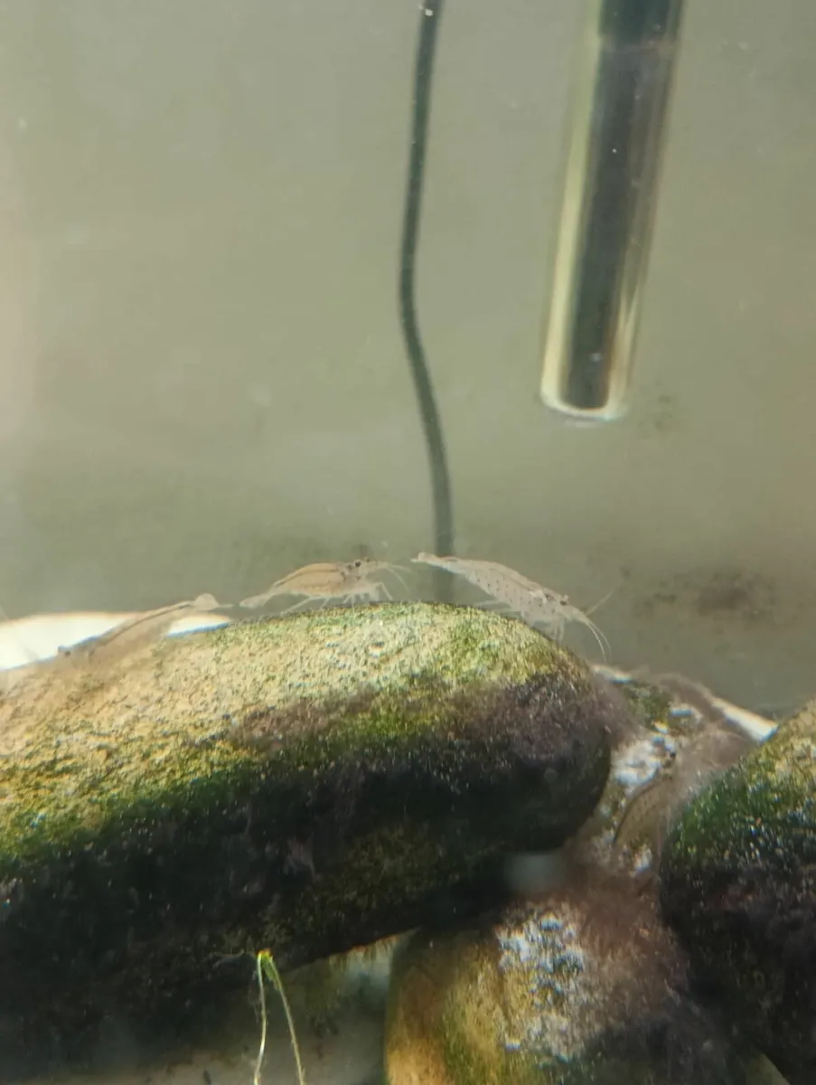 40 Cherry & 5 Amano Shrimp, 15 Assassin Snails - Image 3
