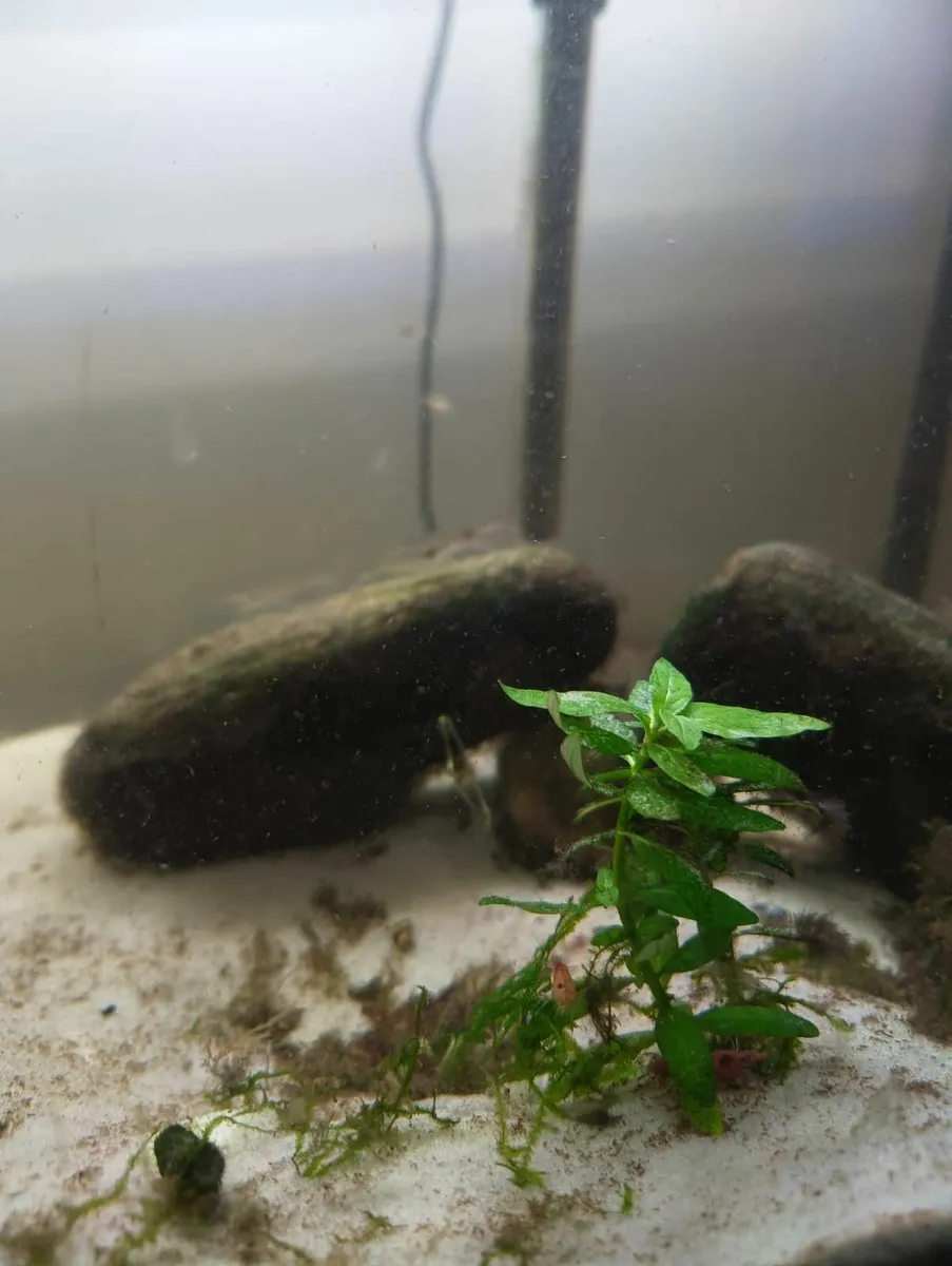 40 Cherry & 5 Amano Shrimp, 15 Assassin Snails - Image 4