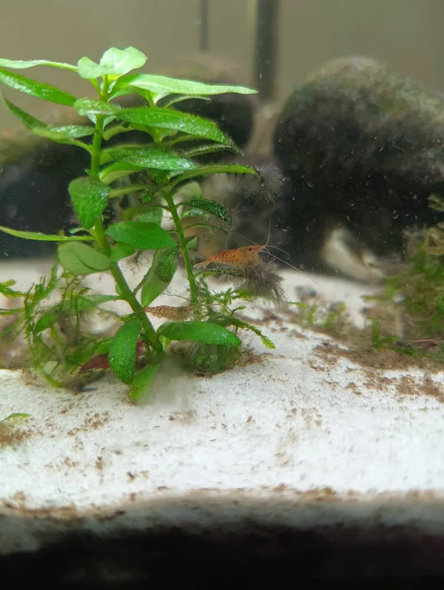 40 Cherry & 5 Amano Shrimp, 15 Assassin Snails - Image 1