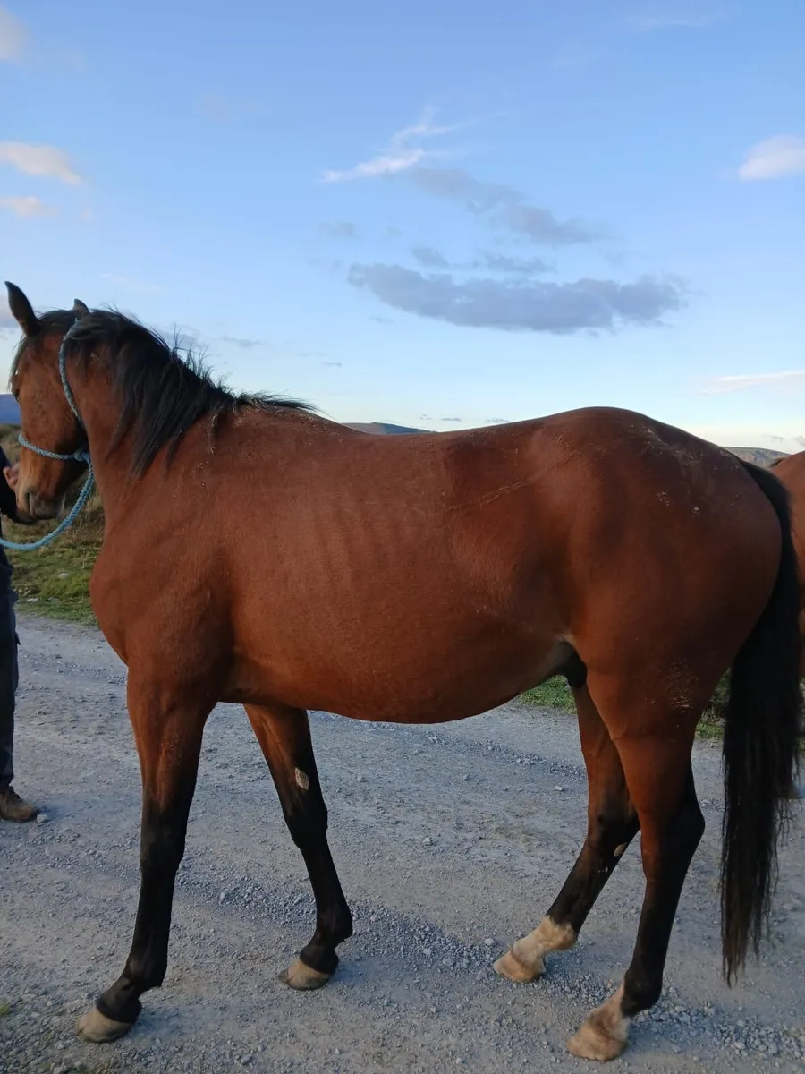 3yr old geldings - Image 2
