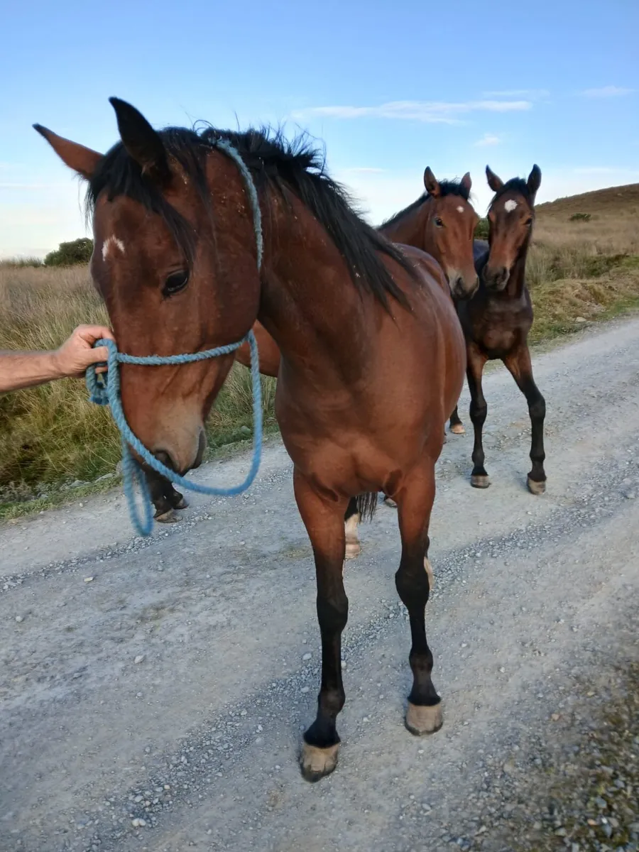 3yr old geldings - Image 3