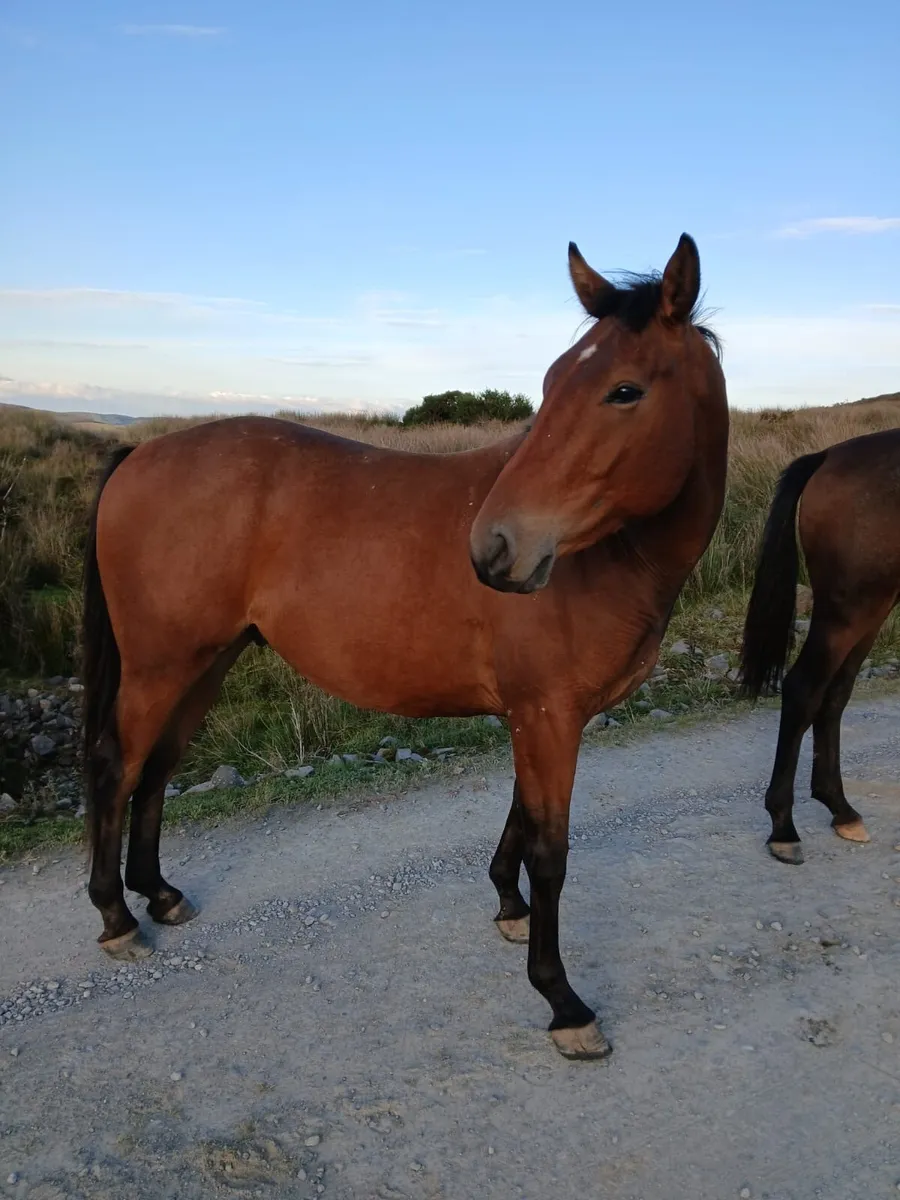 3yr old gelding - Image 2