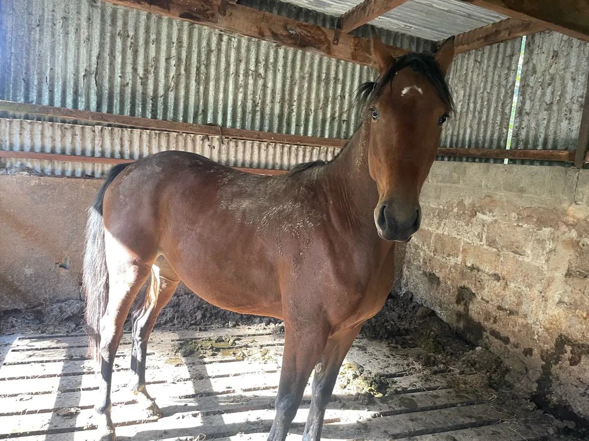 3yr old geldings - Image 1
