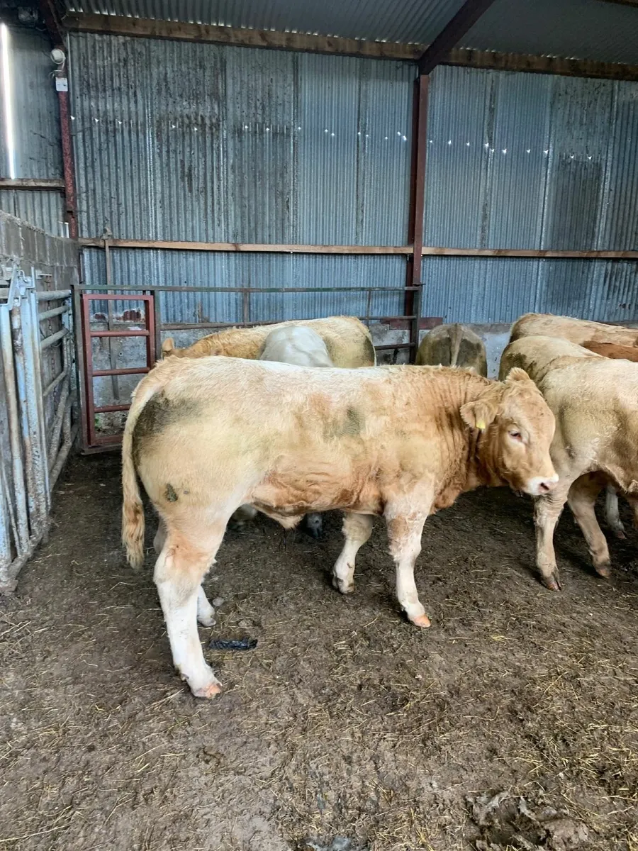Super CHX bull weanlings - Image 2