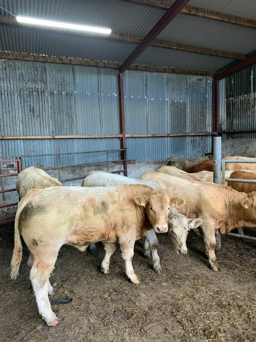 Super CHX bull weanlings - Image 3