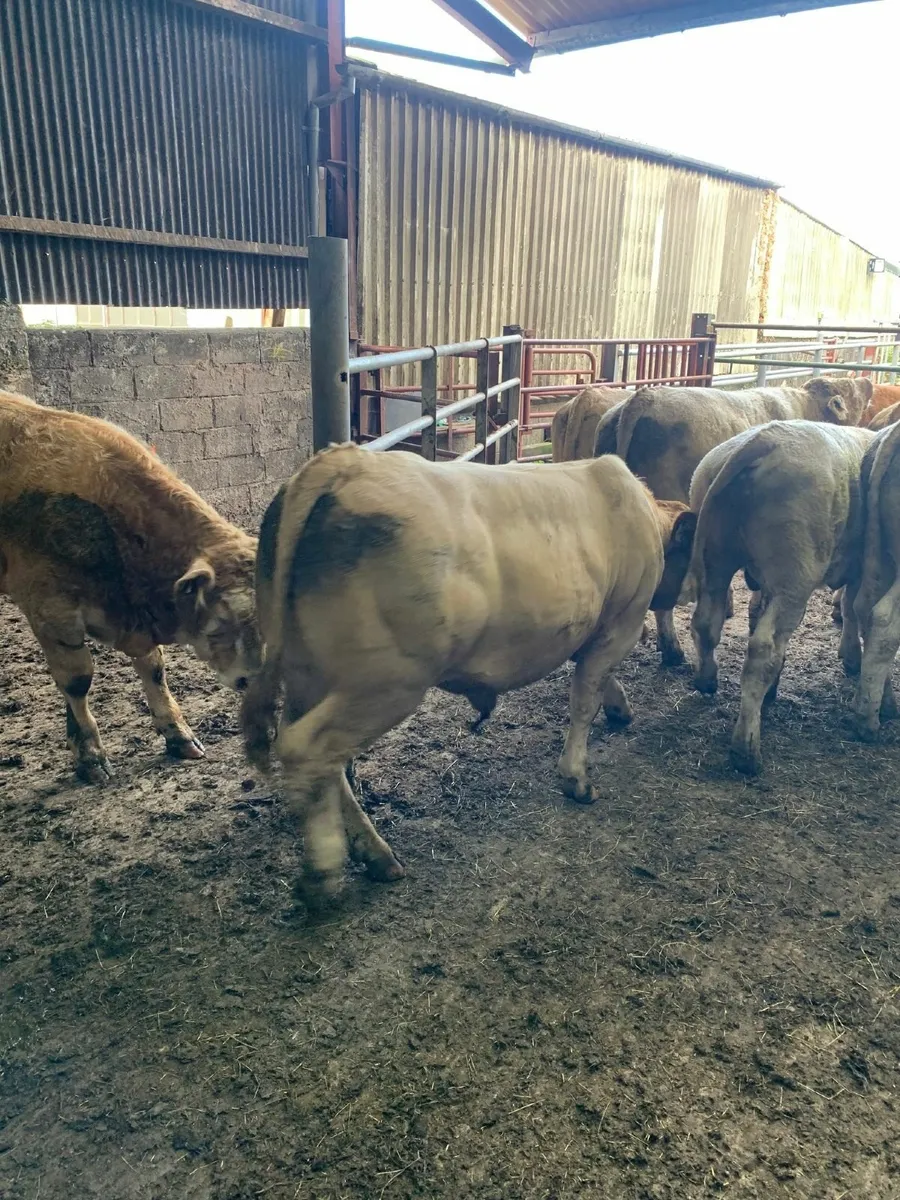 Super CHX bull weanlings - Image 4