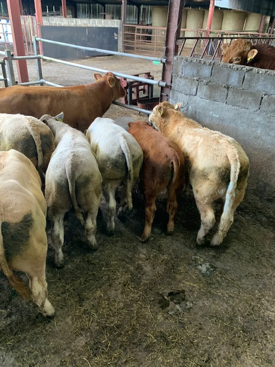 Super CHX bull weanlings - Image 1