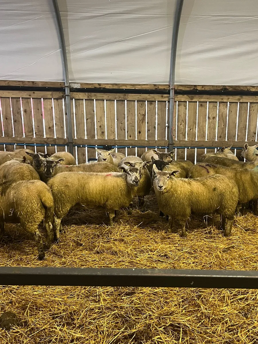 Suftex ewe lambs - Image 1