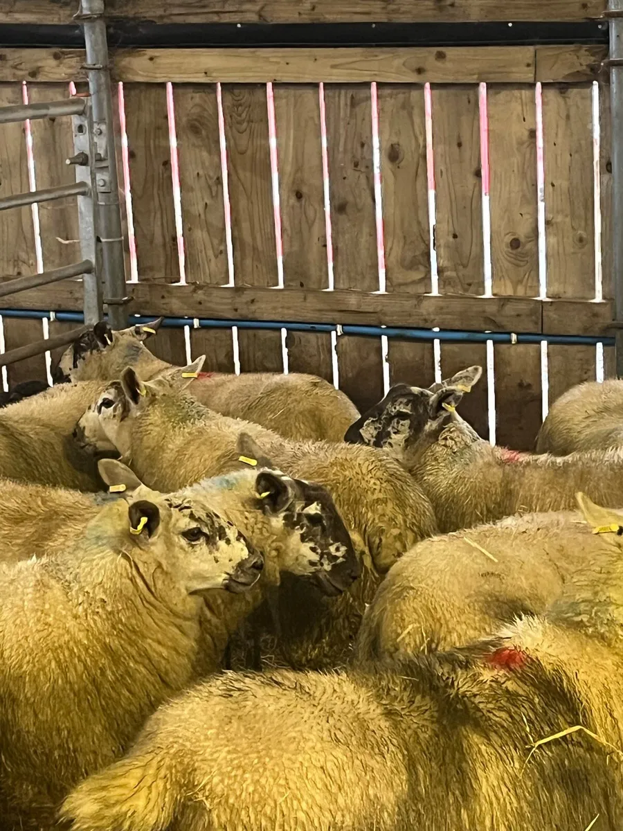 Suftex ewe lambs - Image 2