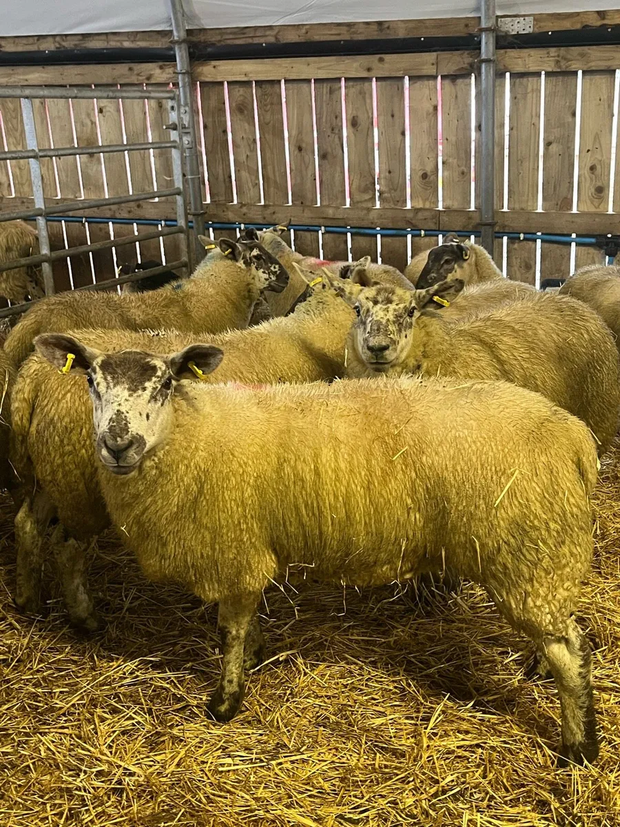 Suftex ewe lambs - Image 3