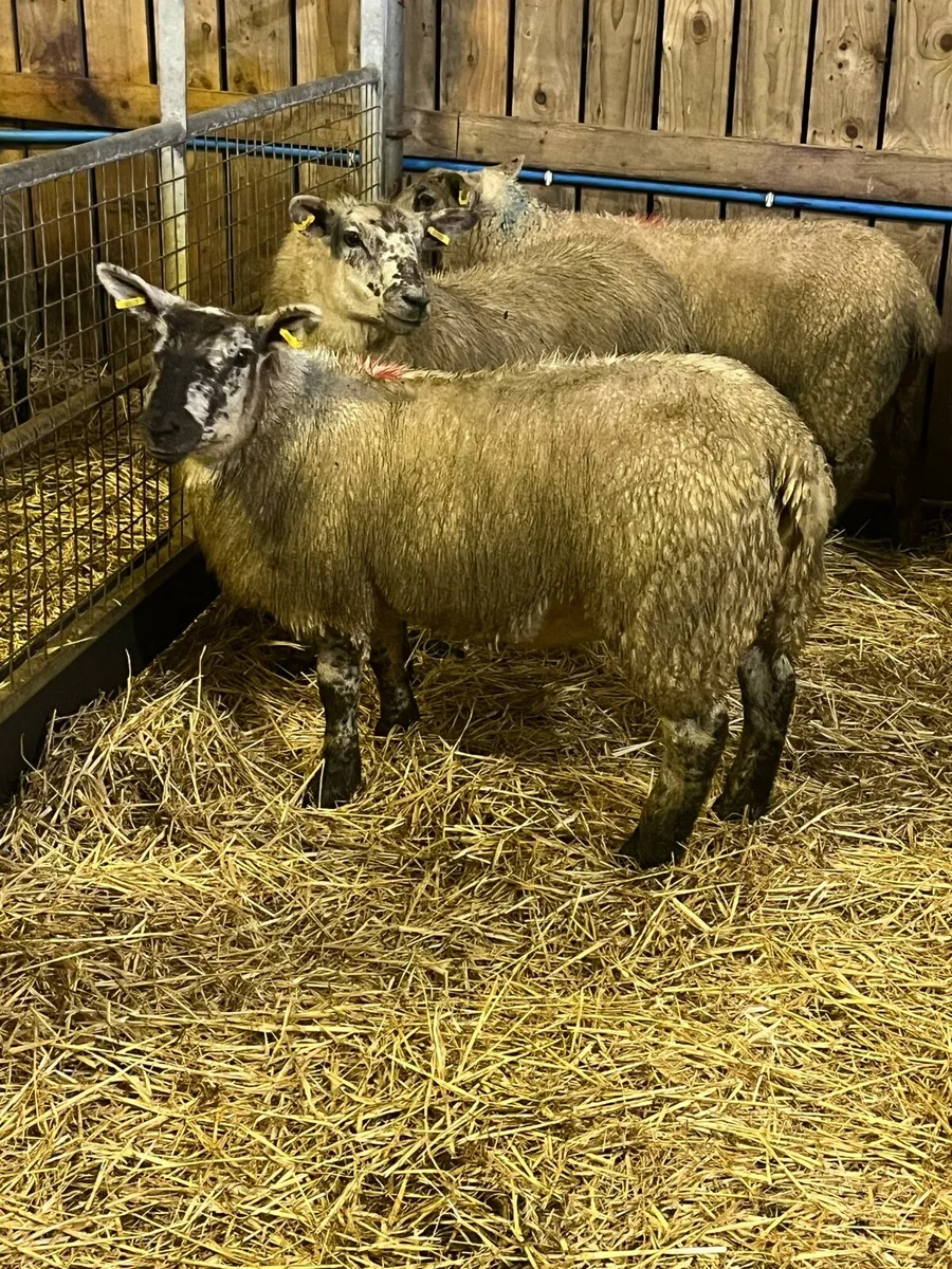 Suftex ewe lambs - Image 4