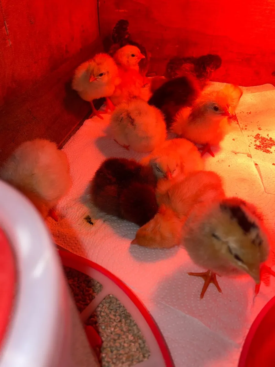 Chicks born 28/9/25  4days old  (18 in total ) - Image 4
