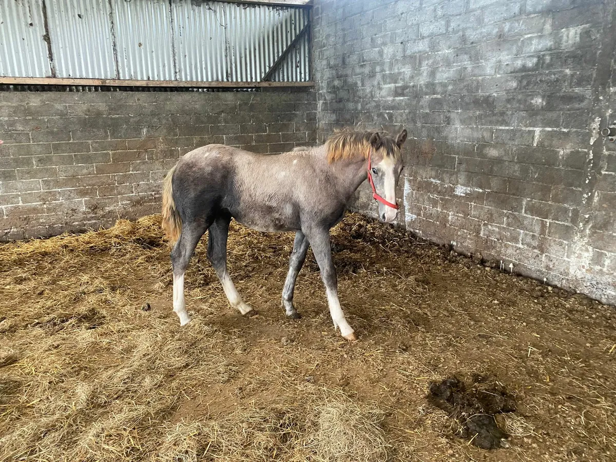 IRISH DRAUGHT GREY FILLY FOAL - Image 2