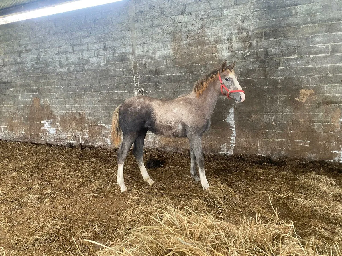 IRISH DRAUGHT GREY FILLY FOAL - Image 3