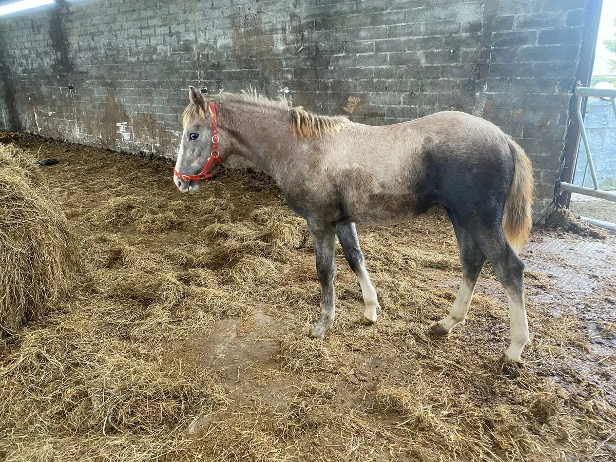 IRISH DRAUGHT GREY FILLY FOAL - Image 4
